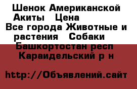 Шенок Американской Акиты › Цена ­ 35 000 - Все города Животные и растения » Собаки   . Башкортостан респ.,Караидельский р-н